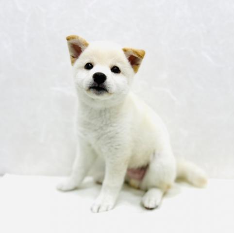 柴犬
