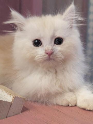 ミヌエット（旧ナポレオン）