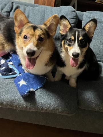 SMILE  FAMILY  NICO