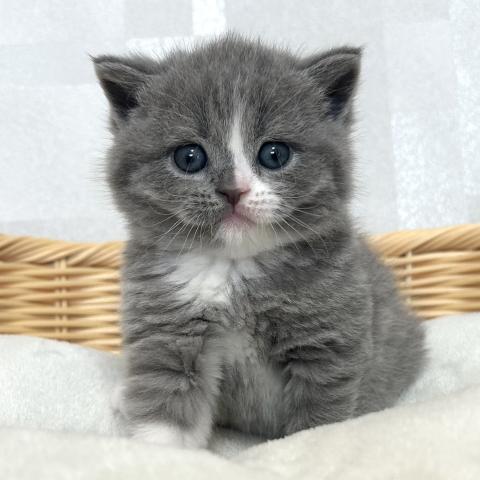 ブリティッシュショートヘア