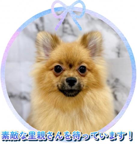 ポメラニアン【動画あり】元気、愛嬌◎誰とでも仲良くなれる明るい子♡
