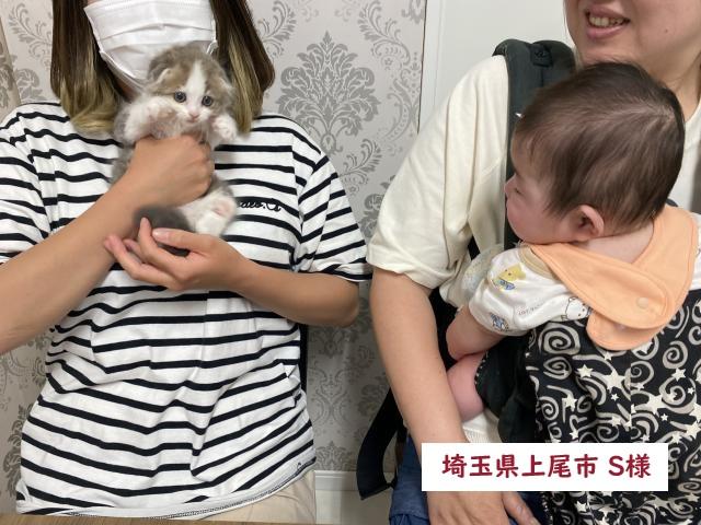 スコティッシュフォールド【耳折れ】💕ドラえもん激似の男の子💕
