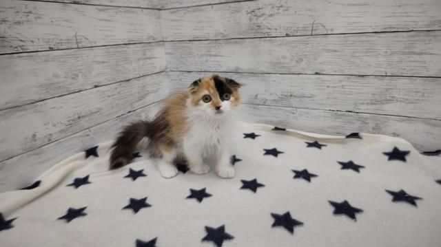 スコティッシュフォールド