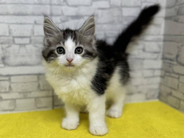 ノルウェージャンフォレストキャット