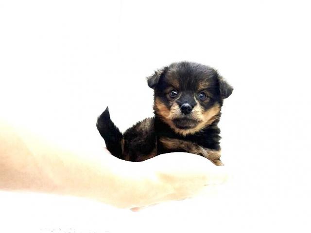 MIXトイプードル×柴犬025 - 子犬や子猫たちのペット販売情報が