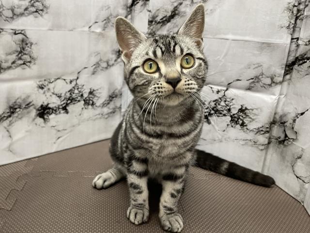 アメリカンショートヘアー