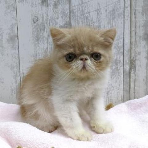 エキゾチックロングヘアー