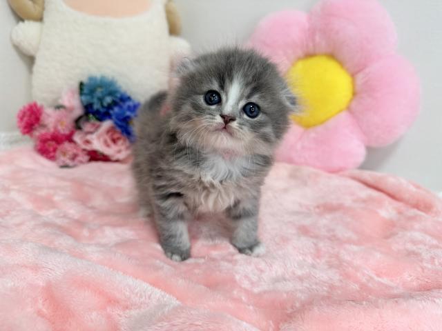 スコティッシュフォールド