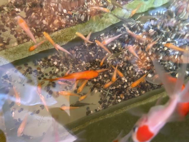 鯉