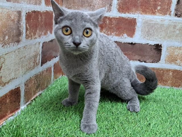 ブリティッシュショートヘア