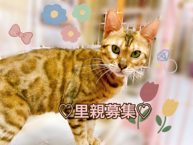 ベンガル
