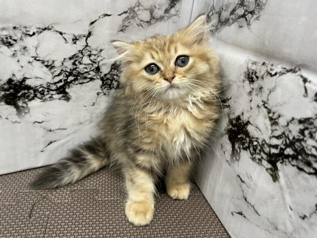 ペルシャ・ヒマラヤン