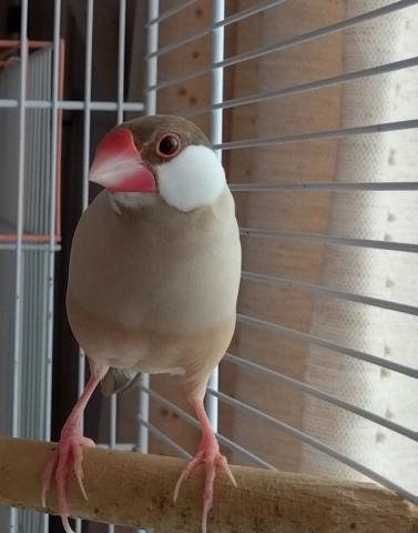 文鳥