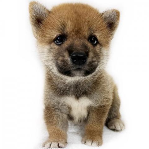 柴犬