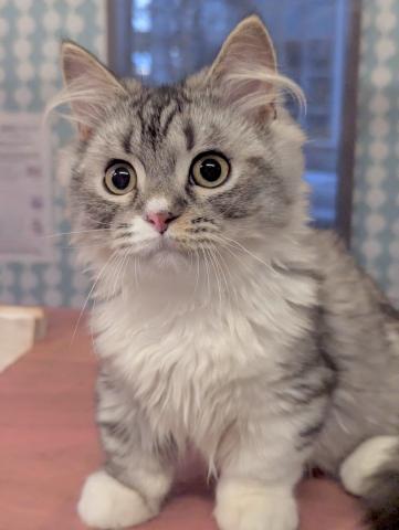 ミヌエット(旧ナポレオン)