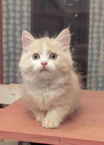 ミヌエット（旧ナポレオン）