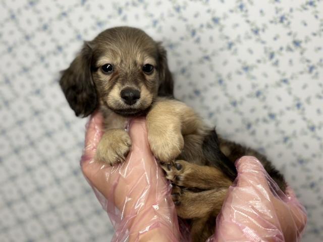ミニチュアダックスフンド