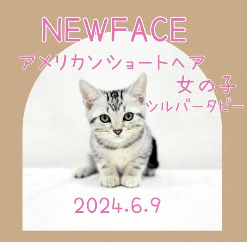 アメリカンショートヘアー