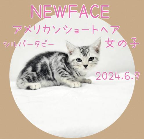 アメリカンショートヘアー