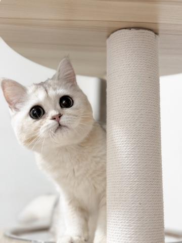 ブリティッシュショートヘア