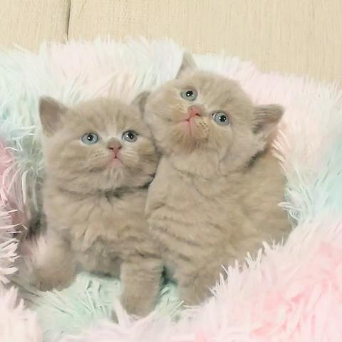 ペットサロンバンビ