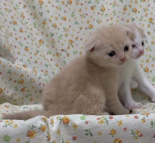 スコティッシュフォールド