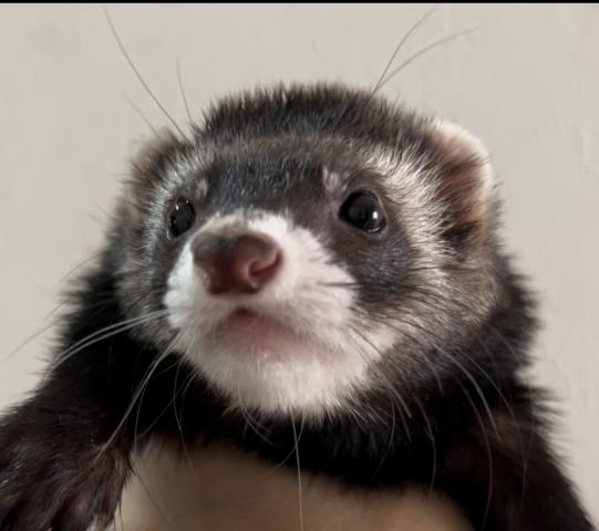 マーシャルフェレット