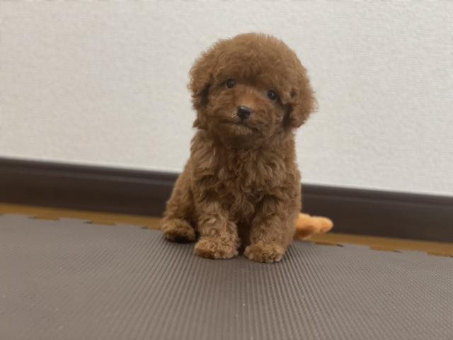 トイプードルタイニーサイズ
