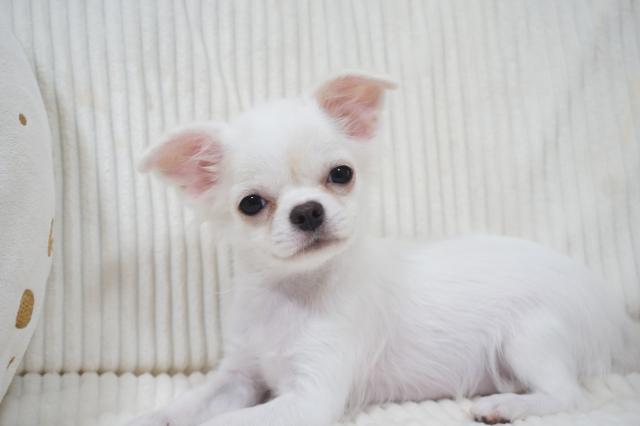 ☆チワワが可愛い名古屋帯 犬好きさん m3694 薄かっ
