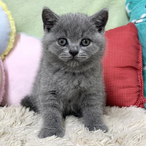 ブリティッシュショートヘア