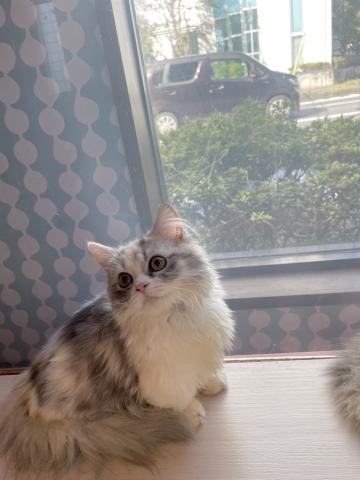 ミヌエット（旧ナポレオン）