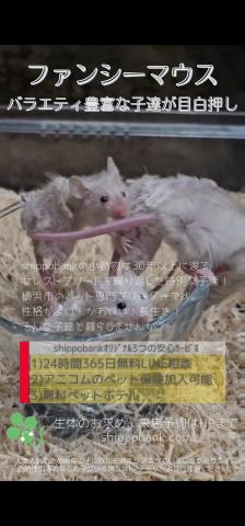 ファンシーマウス