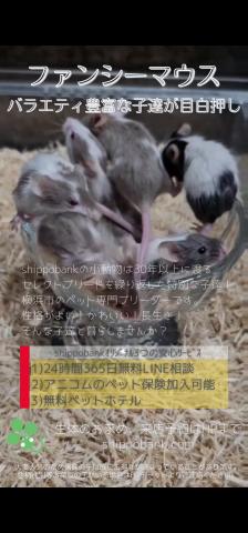 ファンシーマウス