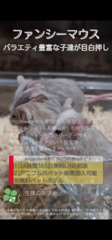 ファンシーマウス