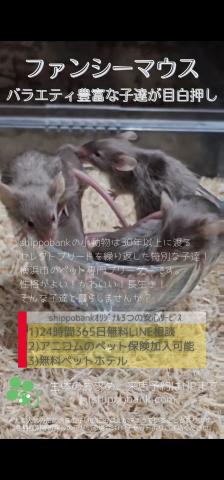 ファンシーマウス