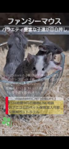 ファンシーマウス