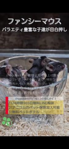 ファンシーマウス