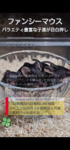 ファンシーマウス