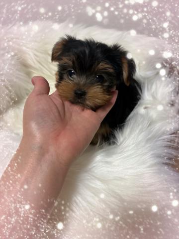 オーダーページ パネル 冬ヨーキー 9/22 草の上のカスタマイズされた