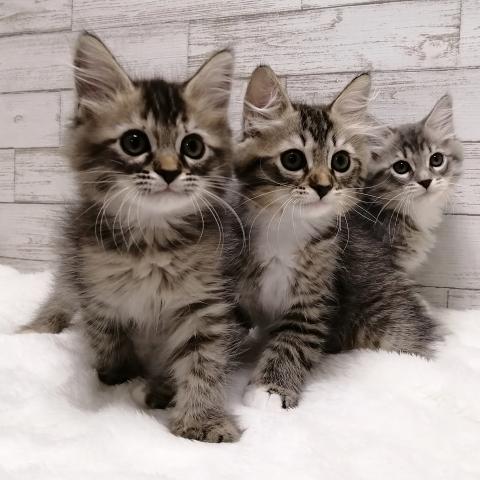 サイベリアン専門キャッテリーMINOOES