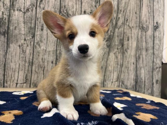 coco-m様❤ダックス コーギー ペン立て♡印鑑スタンド♡ ウェルシュ