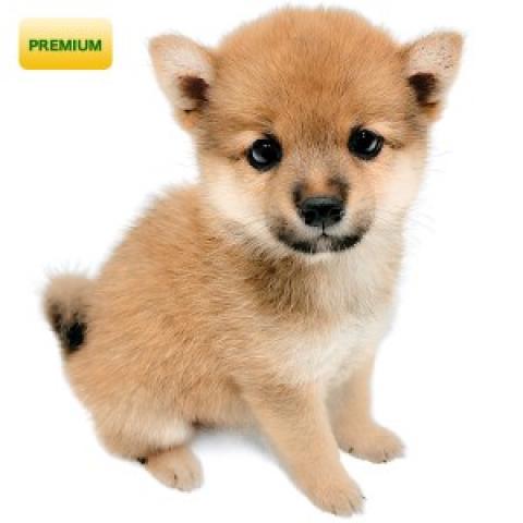 柴犬
