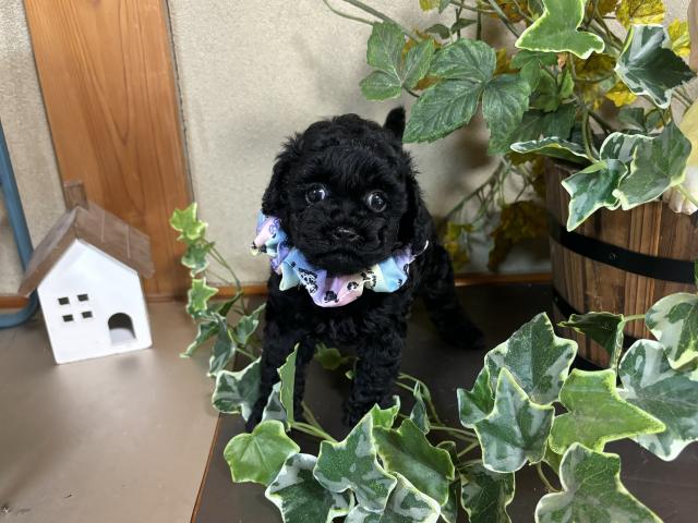 MIX★ビションプー