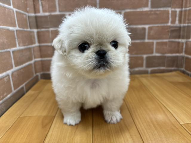 ペキニーズ
