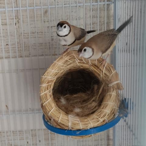 Little bird Elpis