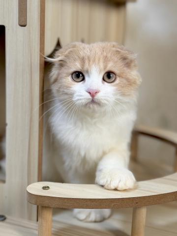 スコティッシュフォールド