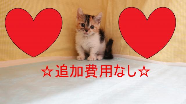 マンチカン
