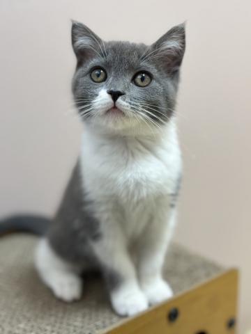 スコティッシュフォールド⭐️プレミアクラス⭐️猫カフェで人気者⭐️Puppyフェア開催中⭐️本日限定のサプライズ特価⭐️