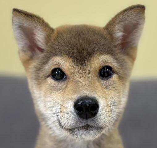 柴犬⭐️柴犬⭐️豆柴サイズの子⭐️プレミアクラス⭐️おトイレの躾のできている賢い子⭐️ソファーで寝転んだりジャンプしたり可愛らしい子⭐️Puppyフェア開催中⭐️ワンニャン特価⭐️