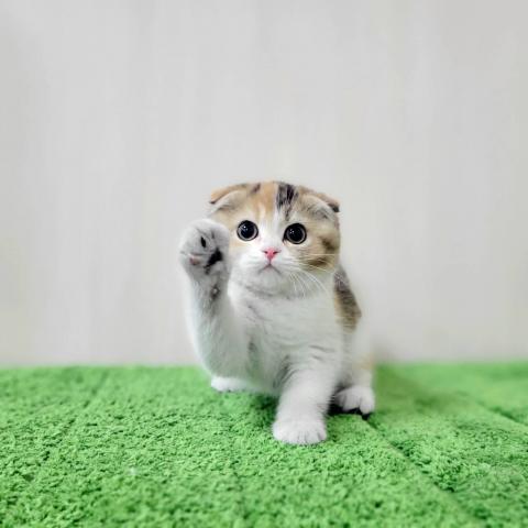 スコティッシュフォールド